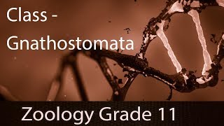 Animal Kingdom  Class Gnathostomata Fishes  Introduction  Groups Skeleton of Cartilage amp Bone [upl. by Erminia]