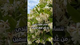 ‎استمع للكتب الصوتية المحملة على تطبيق بودكاستي shorts بودكاستي [upl. by Royden]