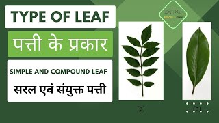 पत्ती के प्रकार  Type of Leaf  सरल एवं संयुक्त पत्ती  Simple and Compound Leaf  Midrib divide [upl. by Aniehs]