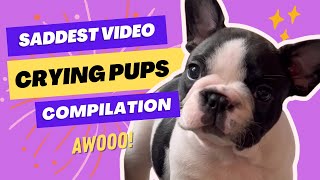 Crying Puppies Compilation the saddest French Bulldog pups 😭 [upl. by Aenyl911]