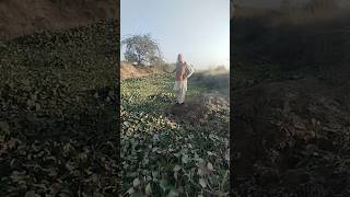 Common Water Hyacinth And Ecosystem  Water Plant  How Nature Cures Ecosystem [upl. by Shedd]