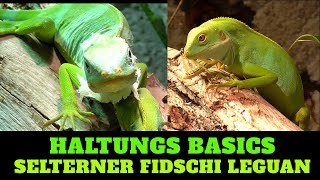 HALTUNGS BASICS  FIDSCHI LEGUAN  Brachylophus fasciatus  SEHR SELTEN  VERY RARE [upl. by Alrzc]