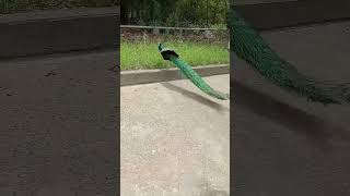 Beutiful peacock 🦚peacock birds cute peacock shorts viral [upl. by Flossi]