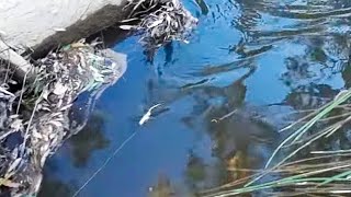 Small creek Murray cod fishing with surface lures and spinnerbaits [upl. by Kirshbaum100]