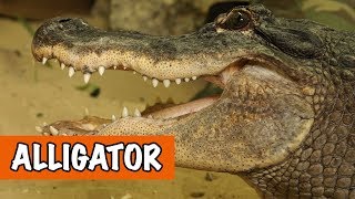 Richard bij alligators🐊  DierenpraatTV [upl. by Hctud]