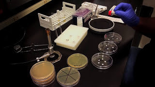 Testing an Antibiotic Using a Disk Diffusion Assay  Kirby Bauer Method [upl. by Celie660]