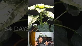 83 Days In 35 Seconds Sunflower Time Lapse 🌺 shorts [upl. by Adnar]