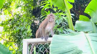 Magnanakaw sa Garden Naabutan ko [upl. by Maddy]