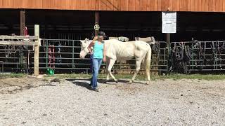 Sold 83 Registered cremello QH stud 142H 22yr old 600 Deadline 9624 [upl. by Ennovyhc]