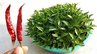 So easy  Grow chilli plant easily at home [upl. by Shulem55]