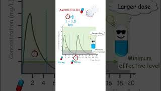 Why is amoxicillin administered thrice daily evethough its halflife is less than 2 hours [upl. by Suirada35]