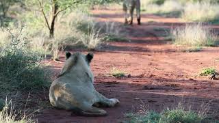 Lion pride almost take down Waterbuck bull [upl. by Anailil]