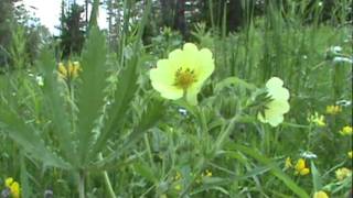 MyNature Apps Identifying Sulphur CinquefoilPotentilla recta [upl. by Burgwell]