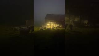 Tried to do a headcount tonight 🤦‍♀️😂 foggy as heck sheep lamb ram herd fyp shorts peace [upl. by Nirol1]