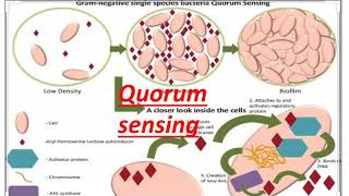 quorum sensing [upl. by Eiramannod]