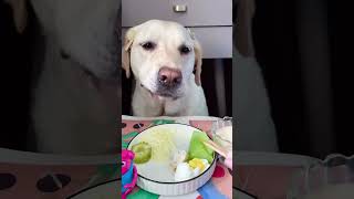 Lets watch Kikos delicious food  Doglife Ep36 dog doglover doglife puppy puppies pets fyp [upl. by Noyk660]