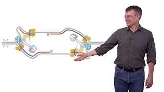 Stephen P Bell MIT  HHMI 1b Chromosomal DNA Replication Initiation of DNA Replication [upl. by Caressa835]