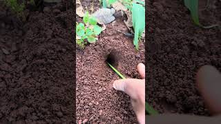 Battle insect  Smart cricket Vs Venomous ants [upl. by Brandtr]