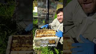 Urgent Final Call for Varroa Treatment This Year [upl. by Mark]