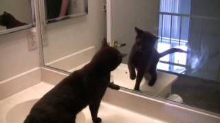 Cat fights herself in the mirror Godivas New Friend [upl. by Darya]