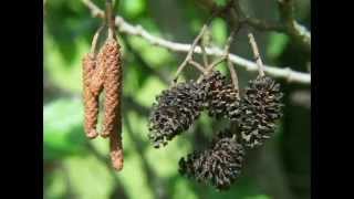 Alder  Alnus glutinosa [upl. by Sylirama902]