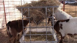 Easy DIY Hay Feeder For Goats or Calves [upl. by Aerbua]