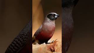 The Quirky BlackFaced Waxbill A Unique Bird in Red Attire birds [upl. by Nuahsed]