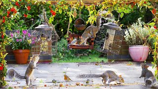 Cat TV NO ADS 🎄 Birds amp Squirrels Eat Around the Winter Berries ⛄️ Bird Videos for Cats 4K HDR [upl. by Ulphiah824]