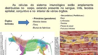 Aula Imunologia Veterinária Revisão para prova 1 [upl. by Eimas]