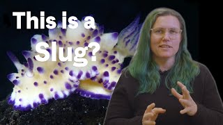 What the Heck Is a Nudibranch with Marine Biologist Jessica Goodheart [upl. by Cacie967]