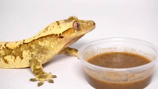 Thinking about Getting a Crested Gecko WATCH THIS FIRST [upl. by Tuorah]