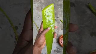 aloe vera gel making in plant shortvideo gardening aloeveracare garden [upl. by Burrill277]