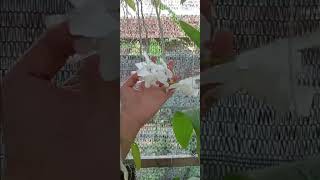 anggrek anosmum gigantea alba viralvideo [upl. by Denny268]