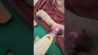 LASER V E IV FISIOTERAPIA VETERINÁRIA Drª Giulia MestreUFRRJ [upl. by Bethesde80]