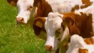 Comment léleveur choisitil ses vaches [upl. by Elleb46]