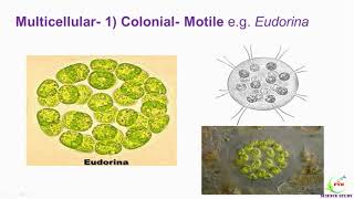 Range of thallus in AlgaeThallus diversity in algae Thallus range in ChlorophytaThallus types [upl. by Wernsman278]