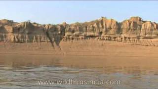 Wild trip to Chambal Ghati [upl. by Lesoj]