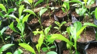 How my seedlings survive 14 degrees Garden tips [upl. by Dewain711]