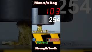 The Strength Tooth 🦷 wolf vs human 😳dog pitbull human trending doglover shorts viralvideo [upl. by Portugal]