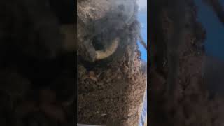 Juvenile Grammastola pulchra T eating a Superworm tarantula tarantulakeeper pets newmusic [upl. by Charmain]