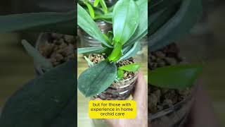 How To Care For Orchids  Orchid care [upl. by Shel]