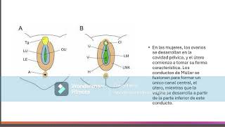 sistema genital [upl. by Sander961]