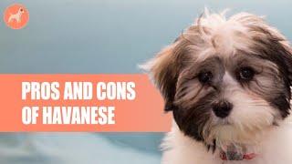 Havanese Pros And Cons Of This Extremely Friendly Dog Breed [upl. by Ledarf]