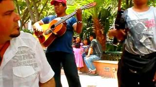 El gato viudo en vivo desde las calles de Mérida Yucatán [upl. by Asirap]