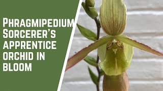 Phragmipedium Sorcerers Apprentice Orchid in Bloom [upl. by Letsirk885]