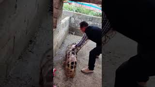 The process of loading piglets in bamboo cages [upl. by Acacia]