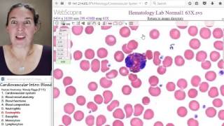 Blood 6 Eosinophils [upl. by Niwle]