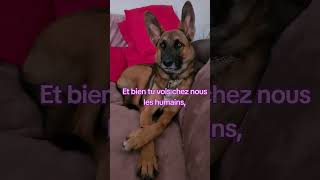 La déclaration dimpôts pourtoi foryou chien malinois fypage impots tiana viral funny [upl. by Chivers]