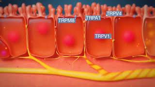 Understanding the Cough Reflex in 3D Animation [upl. by Thorncombe]