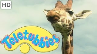 Teletubbies  Giraffe  Official Classic Full Episode [upl. by Delmore]